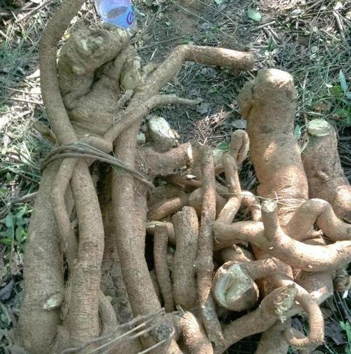 牛大力生长在什么地方？如何在野外正确识别牛大力？