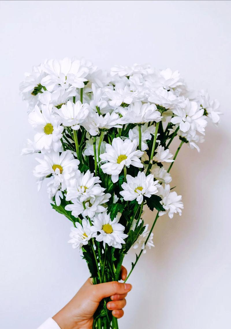 皱菊的花语代表了什么？