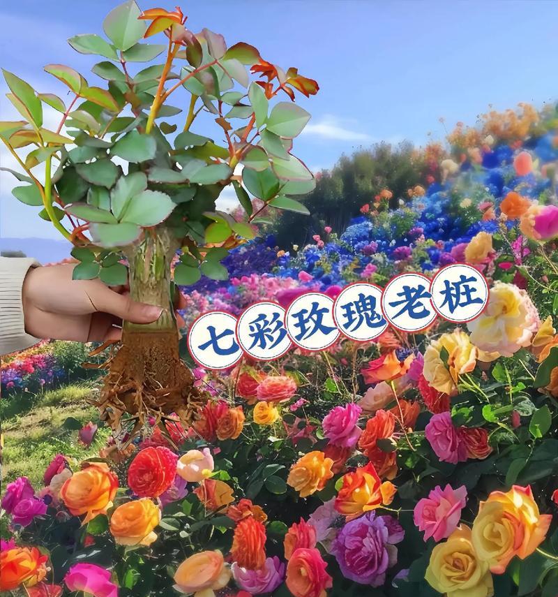 花语意思读出来是什么？如何理解花的语言？