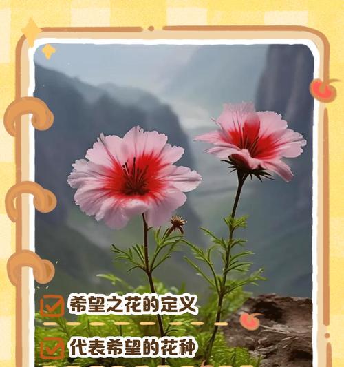 花语意思读出来是什么？如何理解花的语言？