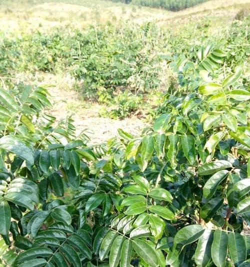 牛大力属于什么植物类别？它的主要特点有哪些？