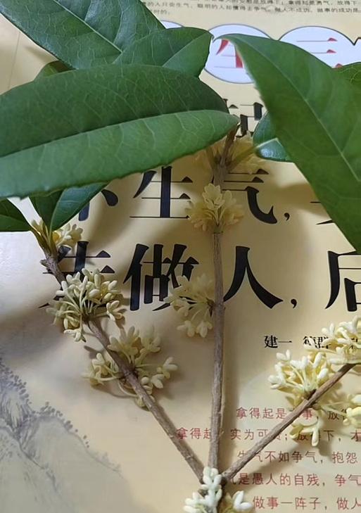 枯木花语代表什么？男生送这种花有何含义？