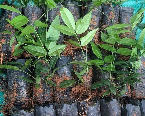 牛大力适合什么地方种植？种植牛大力的环境条件是什么？