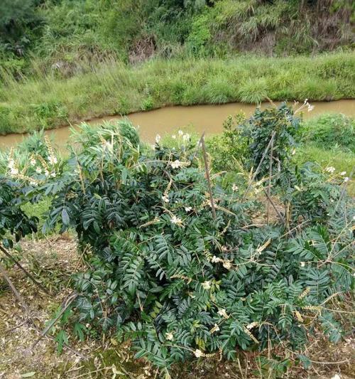 牛大力适合什么地方种植？种植牛大力的环境条件是什么？
