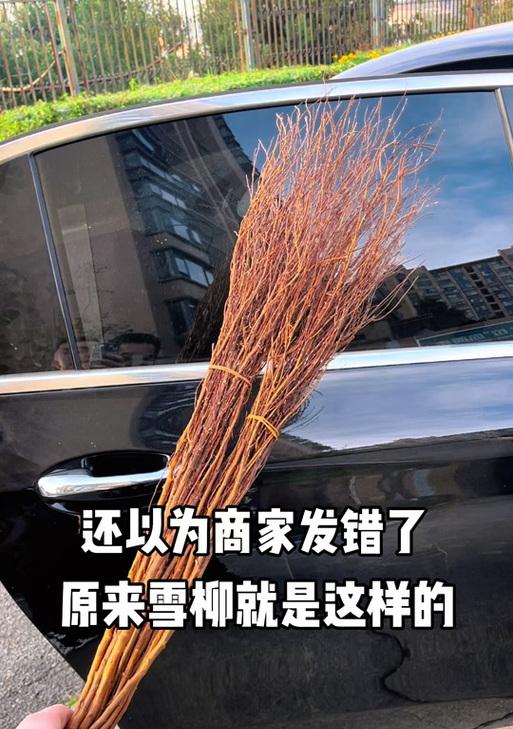 枯木花语代表什么？男生送这种花有何含义？