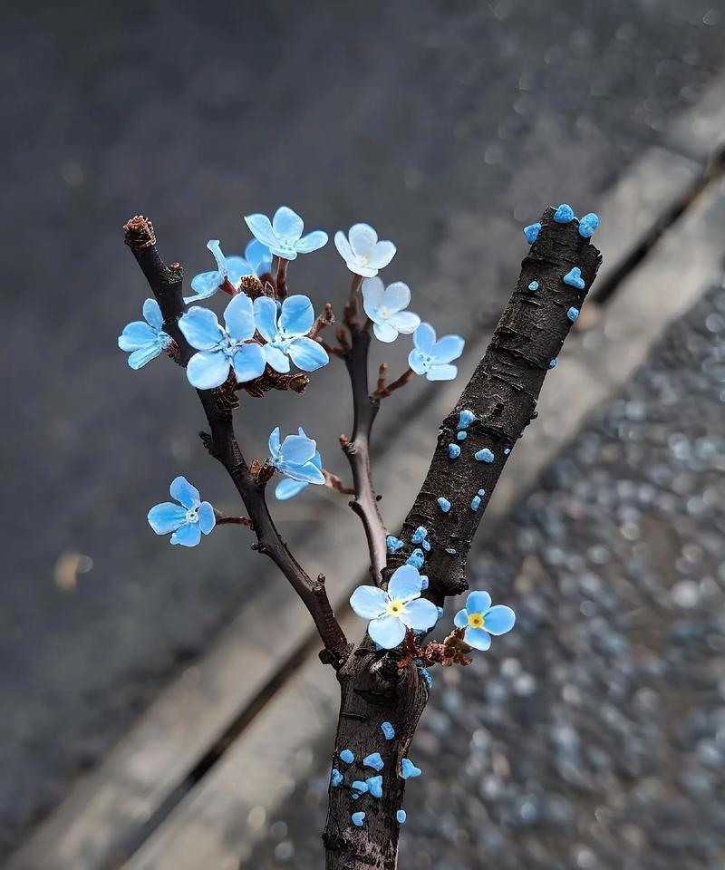 枯木花语代表什么？男生送这种花有何含义？