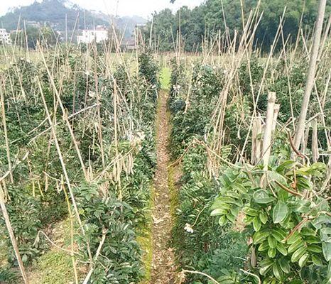 牛大力适合什么地方种植？种植牛大力的环境条件是什么？
