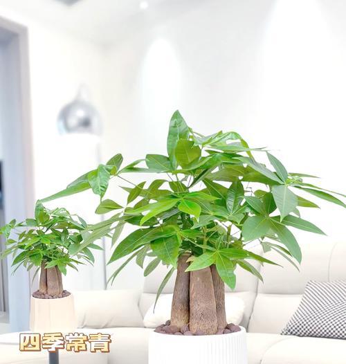 新年绿植的花语有何特别之处？如何选择寓意吉祥的绿植？