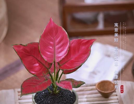 新年绿植的花语有何特别之处？如何选择寓意吉祥的绿植？