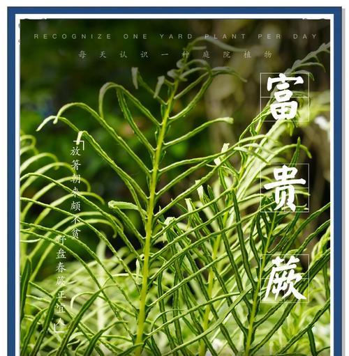 新年绿植的花语有何特别之处？如何选择寓意吉祥的绿植？