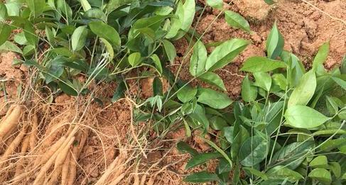 牛大力种植间距是多少？如何确保最佳生长效果？