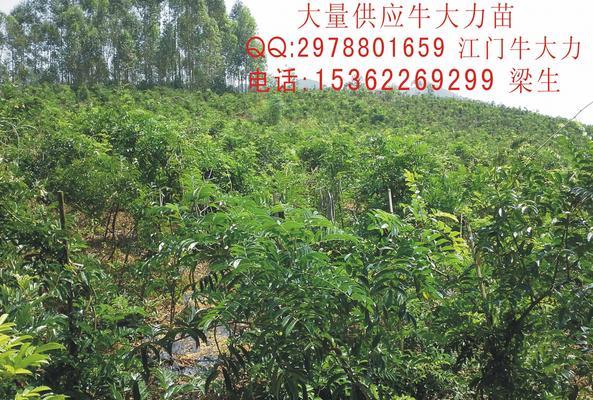 牛大力种植间距是多少？如何确保最佳生长效果？