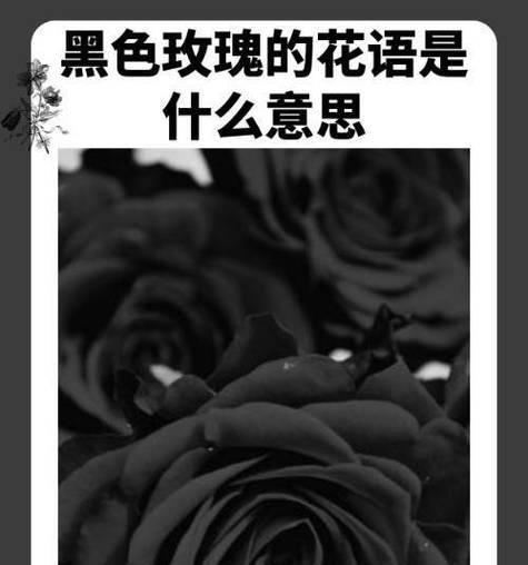 十六束玫瑰花代表什么？十六束玫瑰的花语含义是什么？