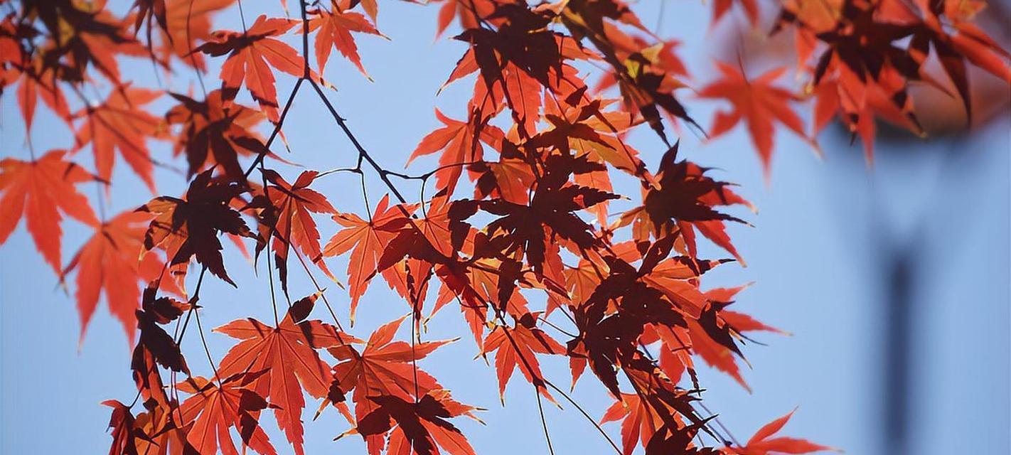 黑枫叶象征着什么？花语有哪些？