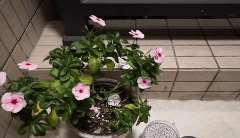 牛粪可以种花吗？使用牛粪作为肥料的正确方法是什么？