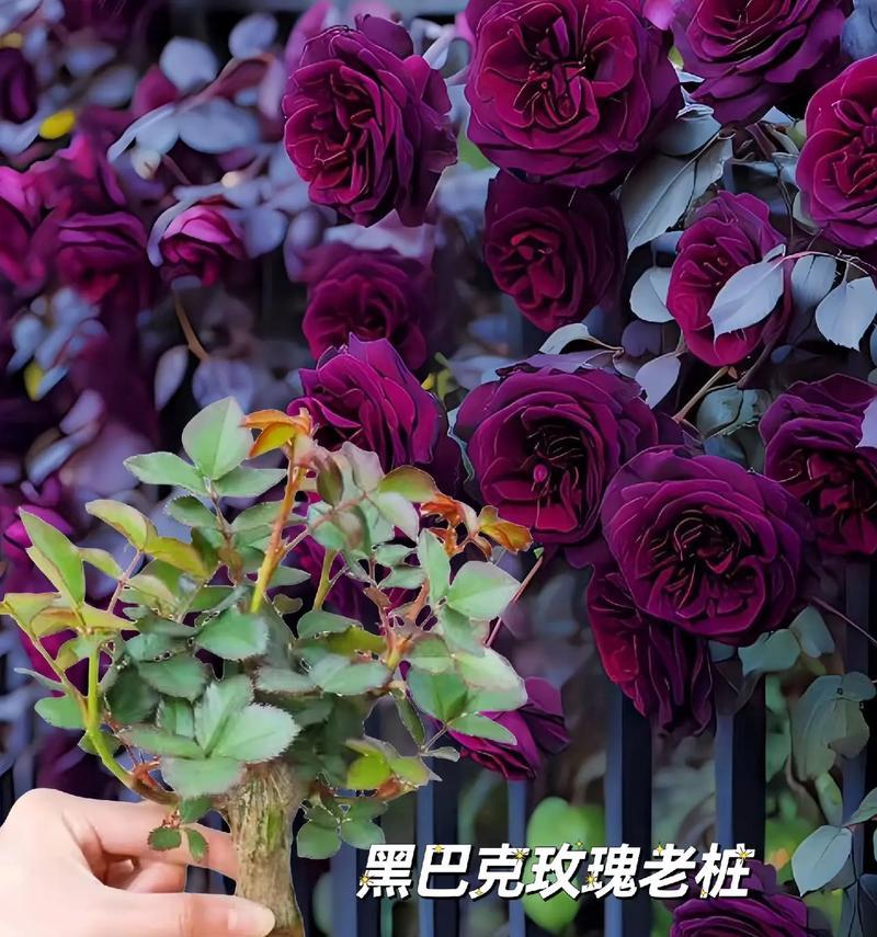 黑枫叶象征着什么？花语有哪些？