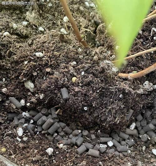 牛粪可以种花吗？使用牛粪作为肥料的正确方法是什么？