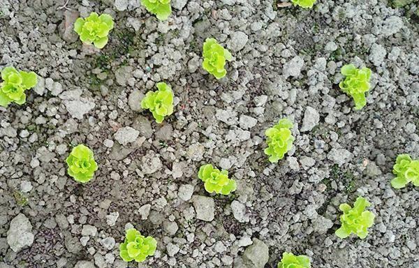 牛粪适合养什么花？如何正确使用牛粪作为花卉肥料？
