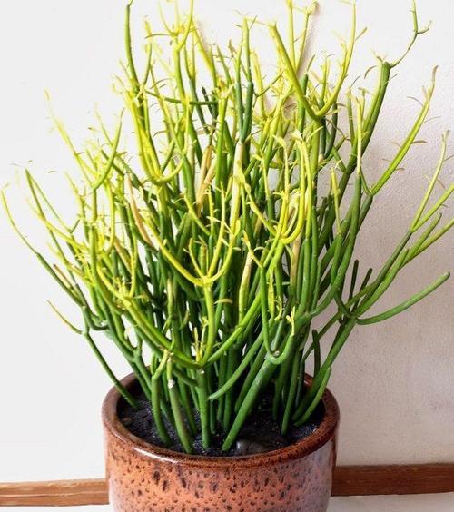 牛粪适合养什么花？如何正确使用牛粪作为花卉肥料？