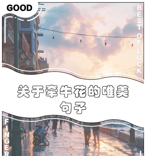 牵牛花的花语代表什么？