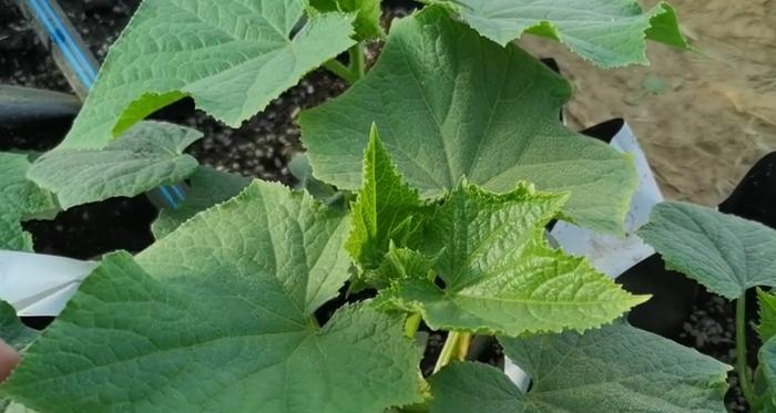 牛粪作为肥料适合种植哪些植物？使用牛粪种植植物有哪些注意事项？