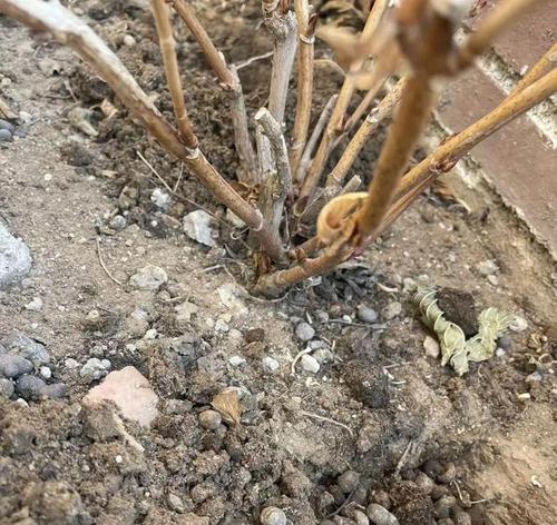 牛粪作为肥料适合种植哪些植物？使用牛粪种植植物有哪些注意事项？