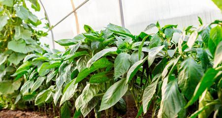牛角椒种植的最佳时间和方法是什么？