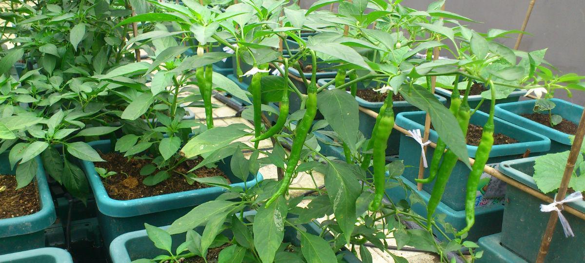 牛角椒种植的最佳时间和方法是什么？