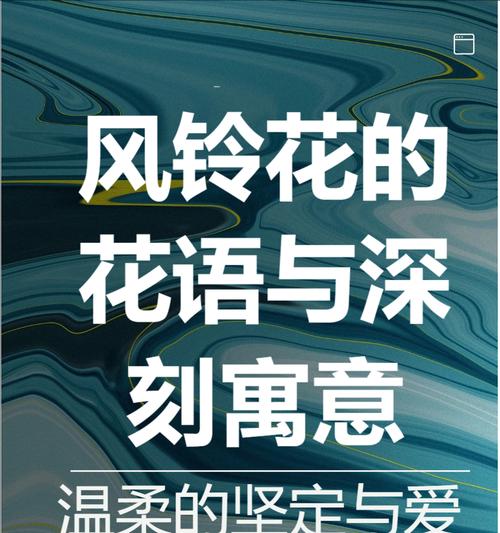 半红半金玫瑰传递了哪些花语？