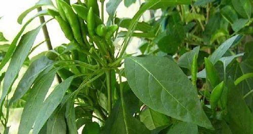 牛角椒种植的最佳时间和方法是什么？