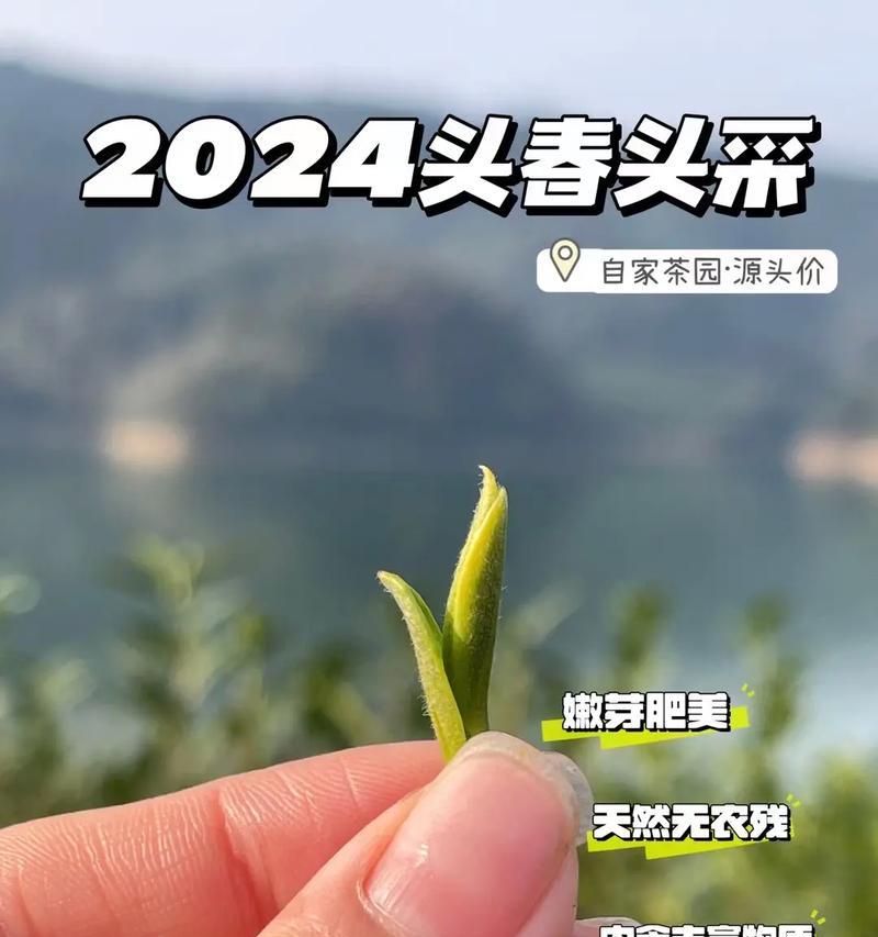 原来龙井茶的花语是什么呢？龙井茶象征着什么？
