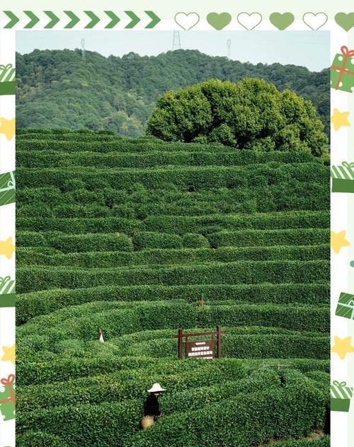 原来龙井茶的花语是什么呢？龙井茶象征着什么？
