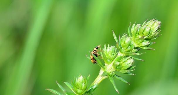 牛筋草是草本植物吗？它的分类和特性是什么？