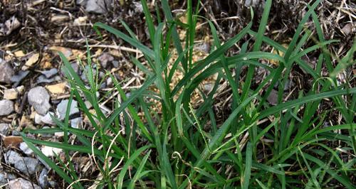 牛筋草是草本植物吗？它的分类和特性是什么？