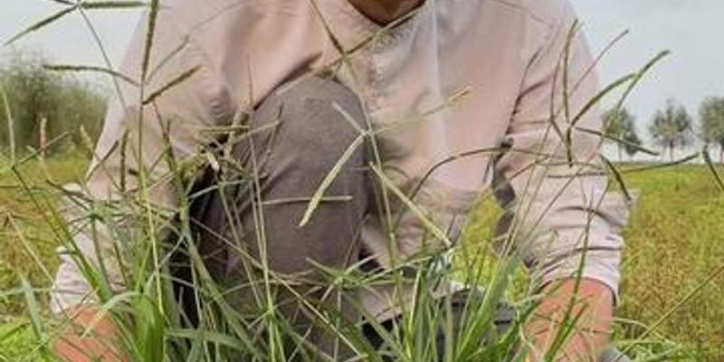 牛筋草是草本植物吗？它的分类和特性是什么？