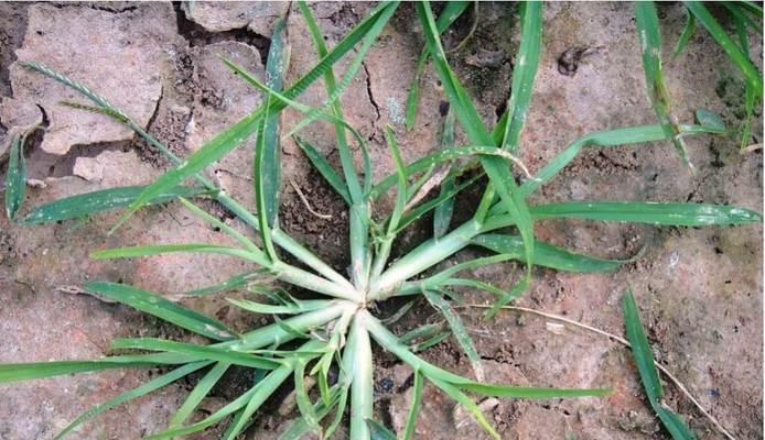 牛筋草是常绿植物吗？它的生长特性是什么？