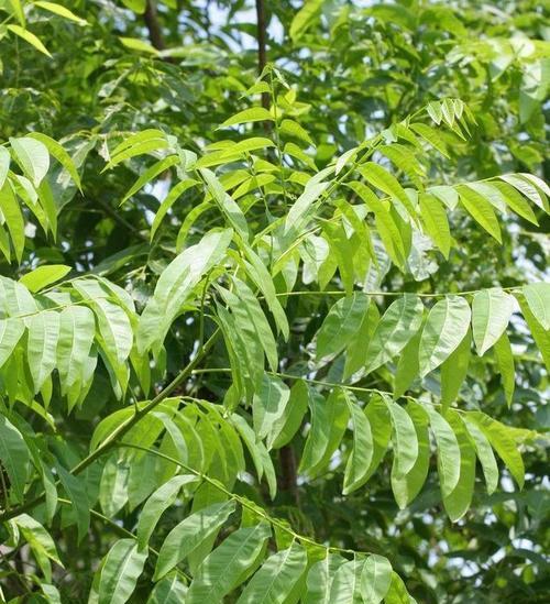 牛筋草是落叶植物吗？它的生长周期和特点是什么？