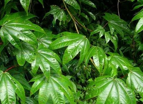 牛筋草是落叶植物吗？它的生长周期和特点是什么？