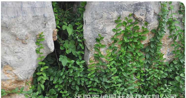牛筋草是落叶植物吗？它的生长周期和特点是什么？