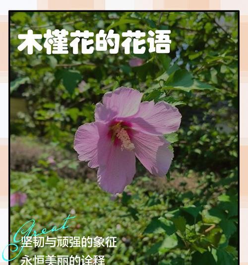 哪种花代表道歉的花语？