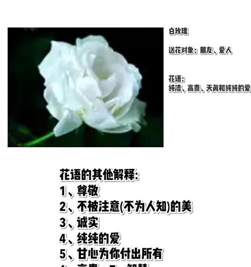 番薯的花语和寓意是什么？它在文化中承载了哪些意义？