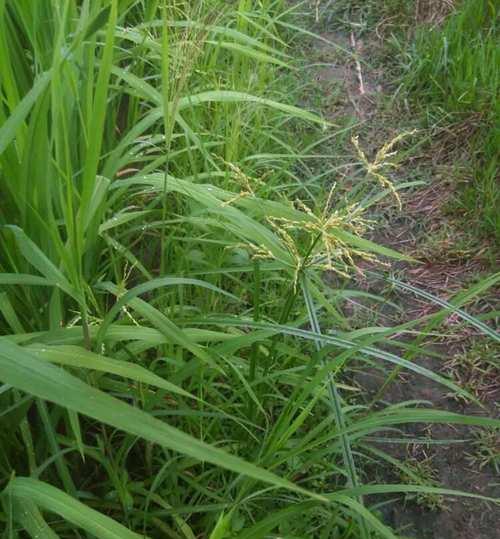 牛筋草是木本植物吗？牛筋草的植物分类是什么？