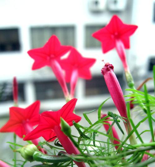 番薯的花语和寓意是什么？它在文化中承载了哪些意义？