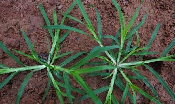 牛筋草是什么植物？它有哪些特点和用途？