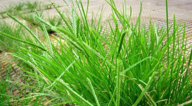 牛筋草是什么植物？它有哪些特点和用途？