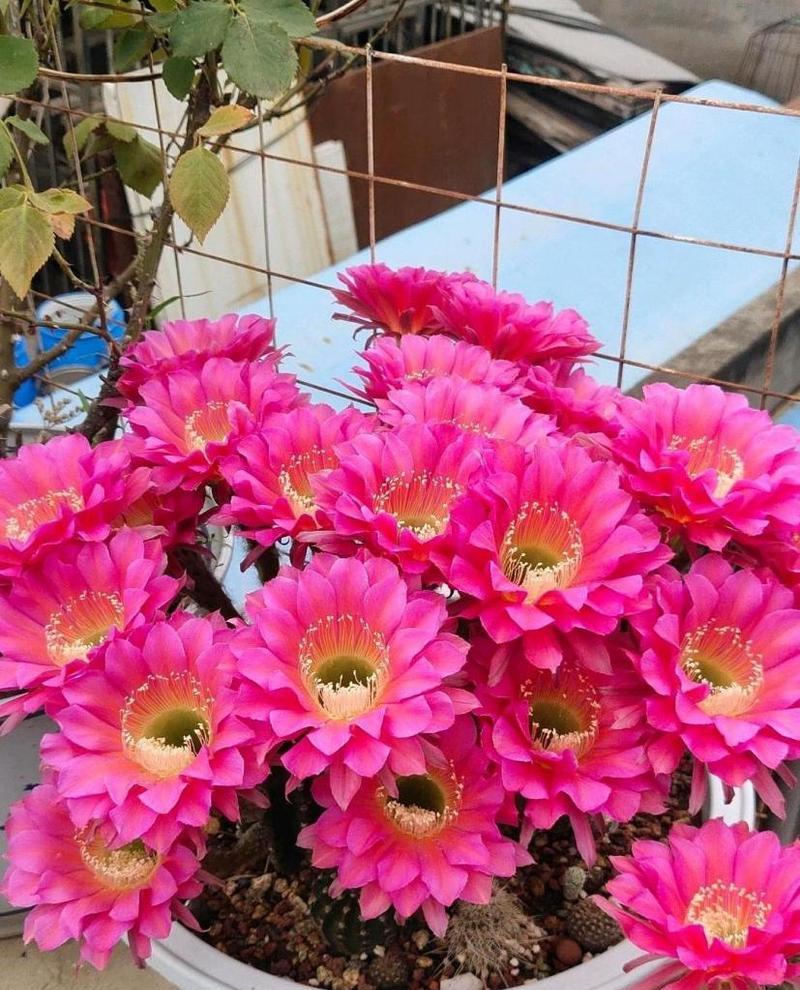 仙人球开花风水寓意是什么？仙人球开花有何含义？