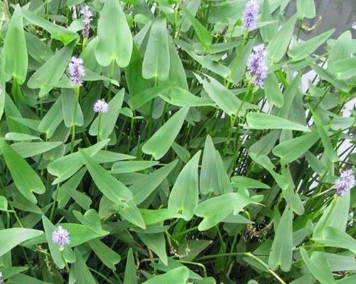 牛筋草是水生植物吗？它的生长环境和特点是什么？