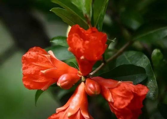 石榴花的花语用什么成语形容最合适？