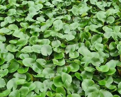 牛筋草是水生植物吗？它的生长环境和特点是什么？