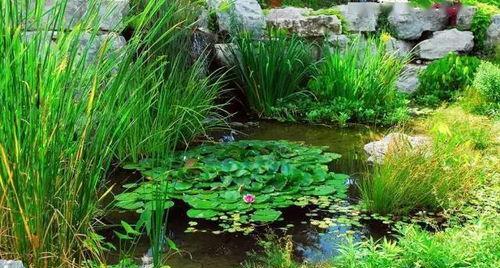 牛筋草是水生植物吗？它的生长环境和特点是什么？